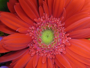 Red Gerbera daisy